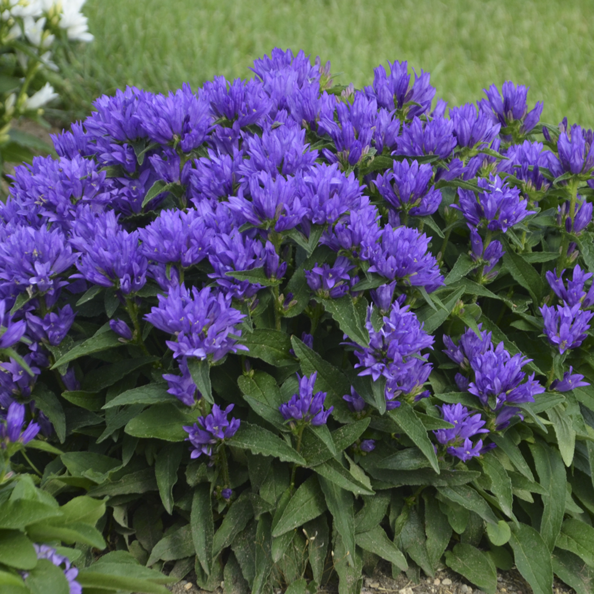 Campanula glomerata 'Genti Blue'